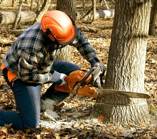Tree Removal in Columbus, AR